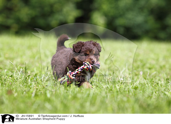 Miniature Australian Shepherd Puppy / JH-15891