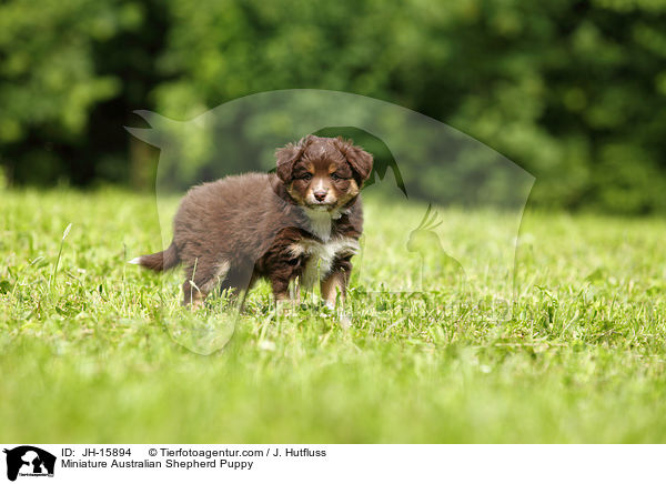 Miniature Australian Shepherd Puppy / JH-15894