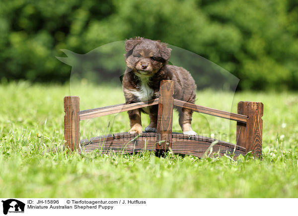 Miniature Australian Shepherd Puppy / JH-15896