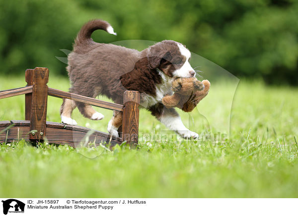 Miniatur Australian Shepherd Welpe / Miniature Australian Shepherd Puppy / JH-15897