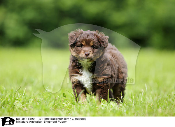 Miniature Australian Shepherd Puppy / JH-15899