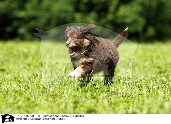 Miniature Australian Shepherd Puppy / JH-15900