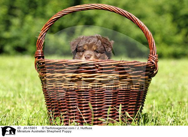 Miniature Australian Shepherd Puppy / JH-15901