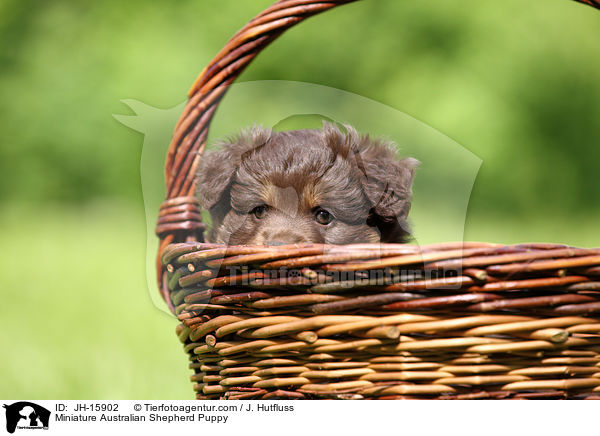 Miniatur Australian Shepherd Welpe / Miniature Australian Shepherd Puppy / JH-15902