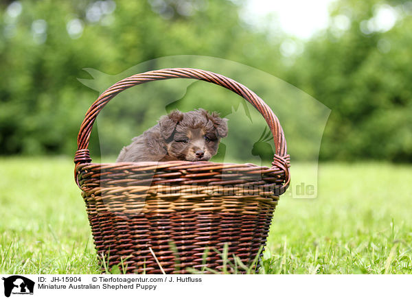 Miniatur Australian Shepherd Welpe / Miniature Australian Shepherd Puppy / JH-15904