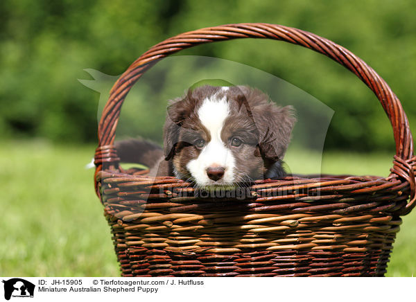 Miniature Australian Shepherd Puppy / JH-15905