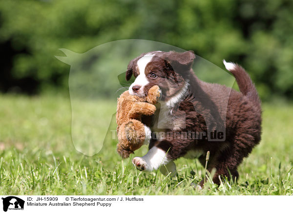 Miniature Australian Shepherd Puppy / JH-15909