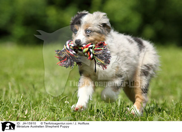 Miniature Australian Shepherd Puppy / JH-15910