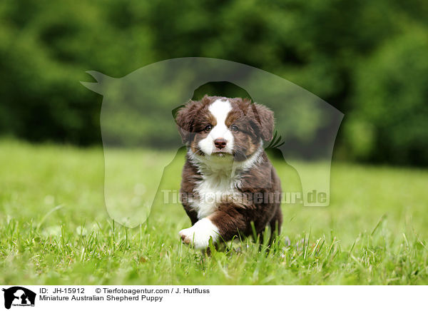 Miniature Australian Shepherd Puppy / JH-15912