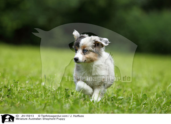 Miniature Australian Shepherd Puppy / JH-15913