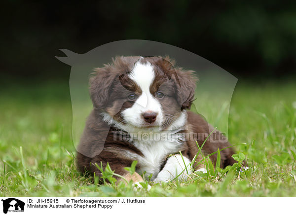 Miniature Australian Shepherd Puppy / JH-15915