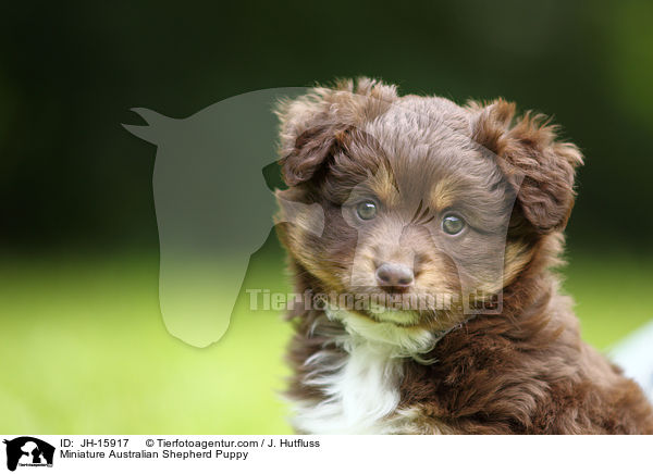 Miniatur Australian Shepherd Welpe / Miniature Australian Shepherd Puppy / JH-15917