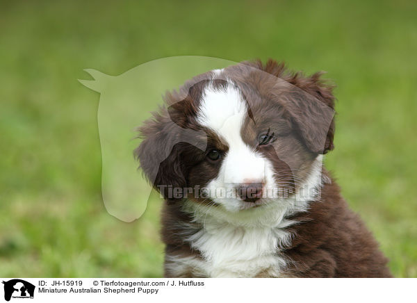 Miniatur Australian Shepherd Welpe / Miniature Australian Shepherd Puppy / JH-15919