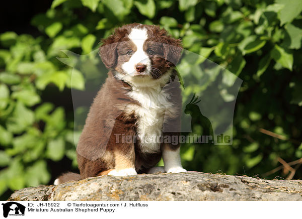 Miniatur Australian Shepherd Welpe / Miniature Australian Shepherd Puppy / JH-15922