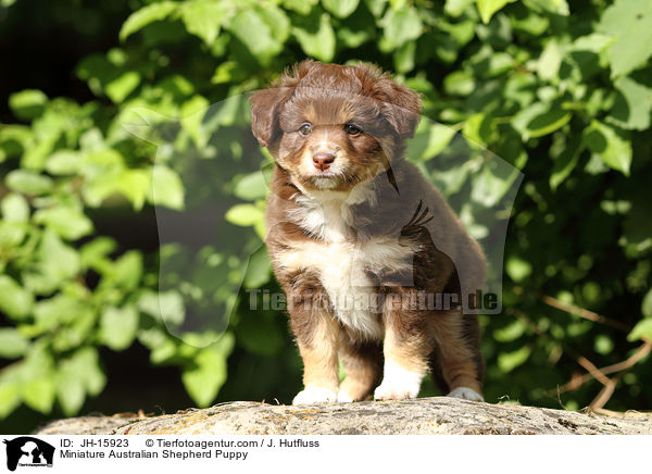 Miniatur Australian Shepherd Welpe / Miniature Australian Shepherd Puppy / JH-15923