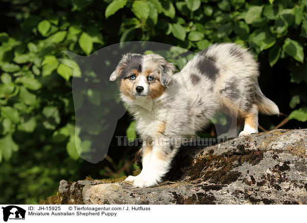 Miniature Australian Shepherd Puppy / JH-15925