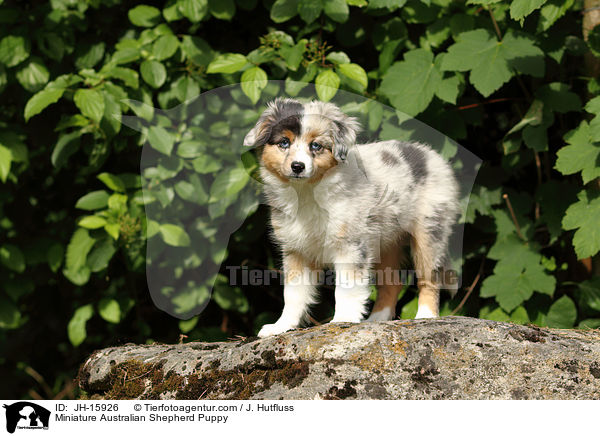 Miniature Australian Shepherd Puppy / JH-15926