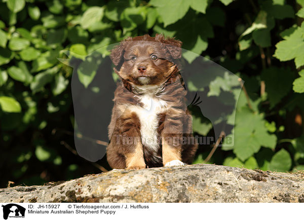 Miniature Australian Shepherd Puppy / JH-15927