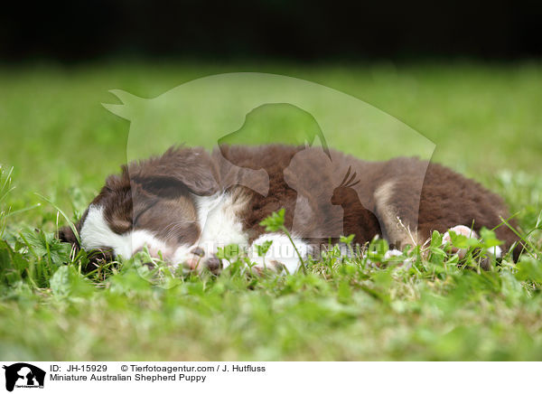 Miniature Australian Shepherd Puppy / JH-15929