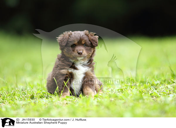 Miniature Australian Shepherd Puppy / JH-15930