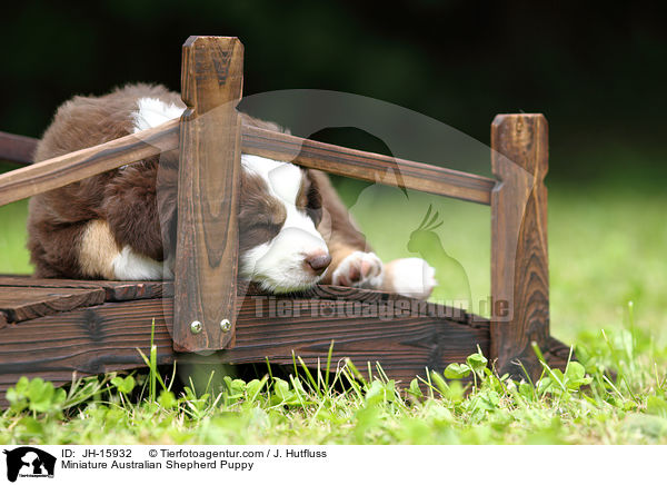 Miniature Australian Shepherd Puppy / JH-15932