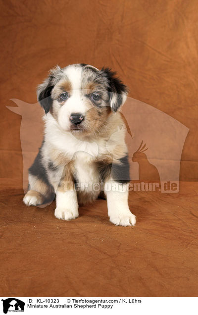 Miniature Australian Shepherd Puppy / KL-10323