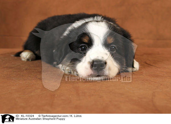 Miniature Australian Shepherd Puppy / KL-10324