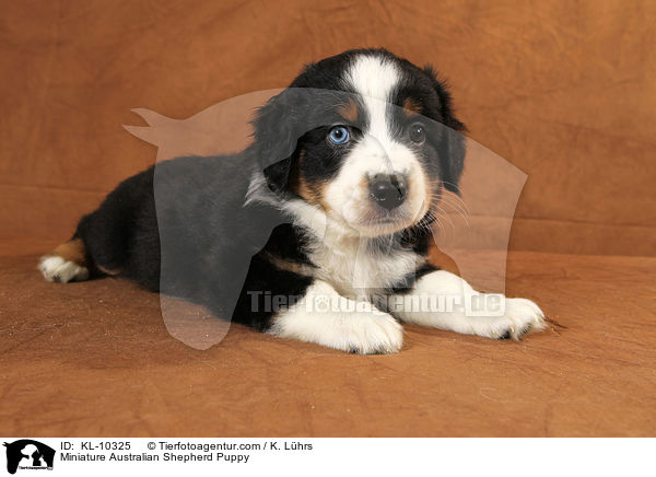 Miniature Australian Shepherd Puppy / KL-10325