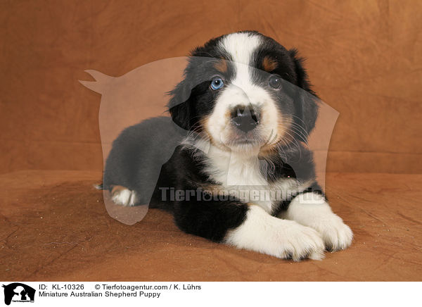 Miniature Australian Shepherd Puppy / KL-10326