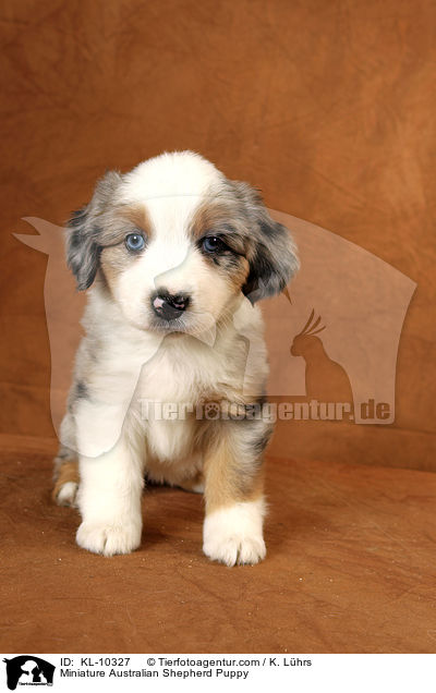 Miniature Australian Shepherd Puppy / KL-10327