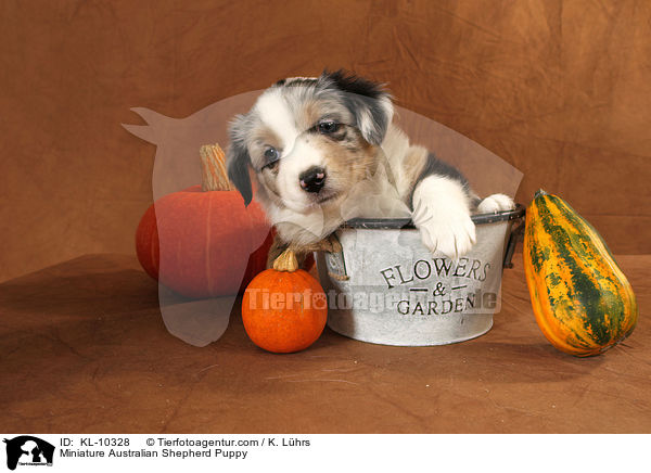 Miniature Australian Shepherd Welpe / Miniature Australian Shepherd Puppy / KL-10328