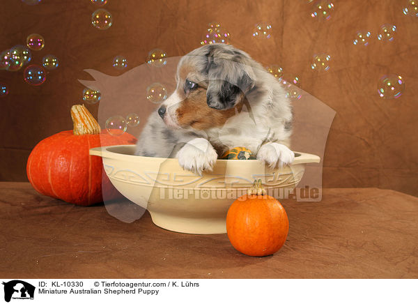 Miniature Australian Shepherd Puppy / KL-10330