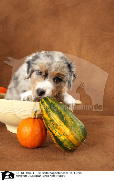 Miniature Australian Shepherd Welpe / Miniature Australian Shepherd Puppy / KL-10331