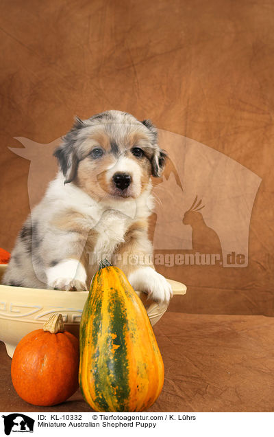 Miniature Australian Shepherd Welpe / Miniature Australian Shepherd Puppy / KL-10332