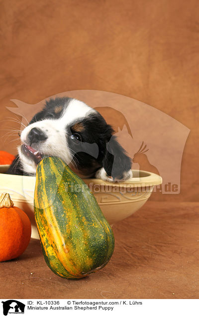 Miniature Australian Shepherd Puppy / KL-10336