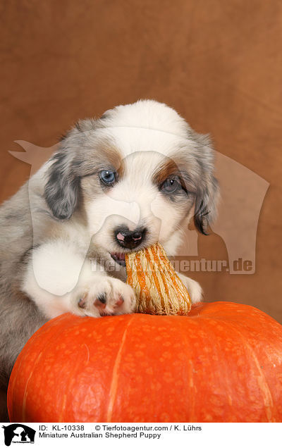 Miniature Australian Shepherd Welpe / Miniature Australian Shepherd Puppy / KL-10338