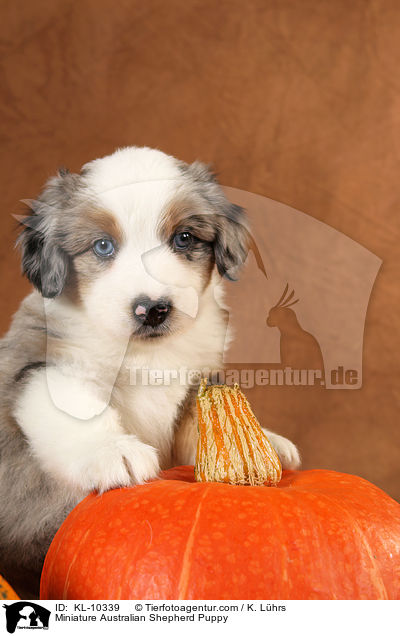 Miniature Australian Shepherd Welpe / Miniature Australian Shepherd Puppy / KL-10339