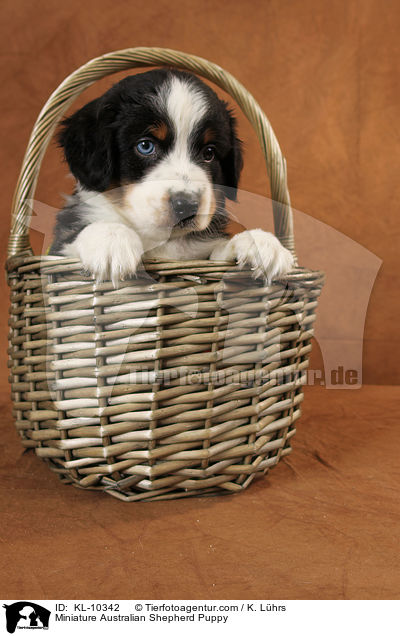 Miniature Australian Shepherd Puppy / KL-10342