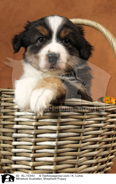 Miniature Australian Shepherd Puppy / KL-10343