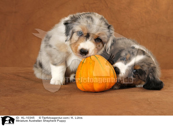Miniature Australian Shepherd Welpe / Miniature Australian Shepherd Puppy / KL-10345