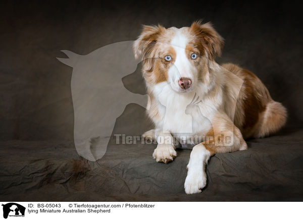 lying Miniature Australian Shepherd / BS-05043