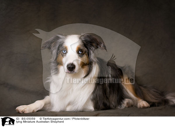lying Miniature Australian Shepherd / BS-05059