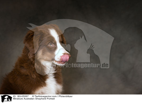 Miniature Australian Shepherd Portrait / Miniature Australian Shepherd Portrait / BS-05067