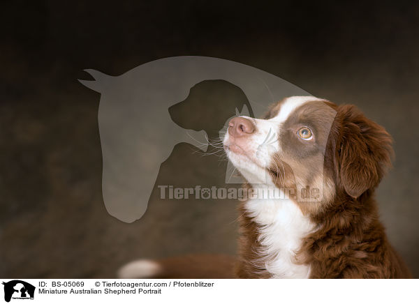 Miniature Australian Shepherd Portrait / BS-05069
