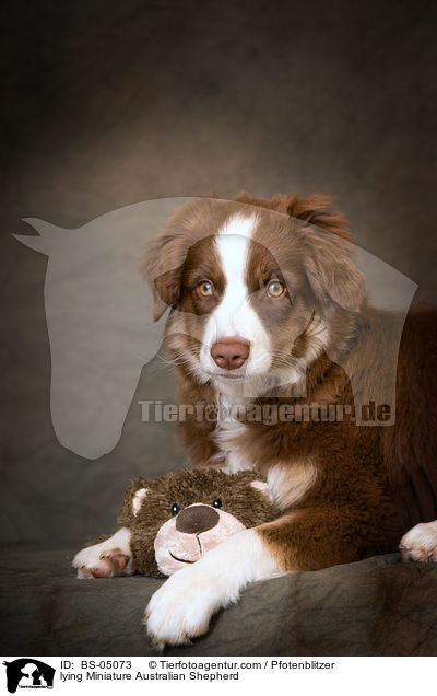 liegender Miniature Australian Shepherd / lying Miniature Australian Shepherd / BS-05073