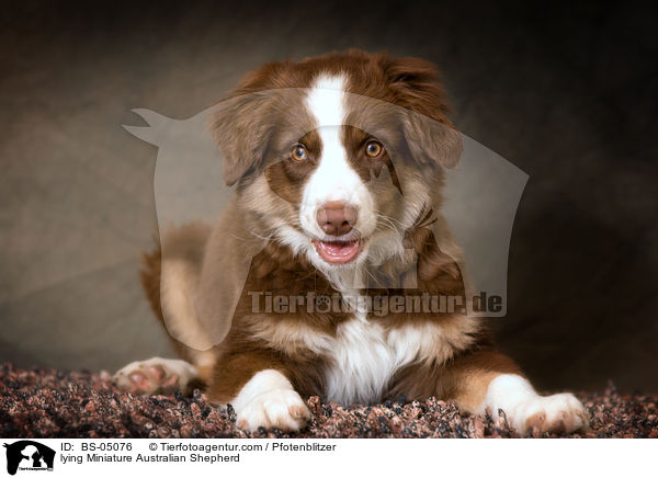 liegender Miniature Australian Shepherd / lying Miniature Australian Shepherd / BS-05076