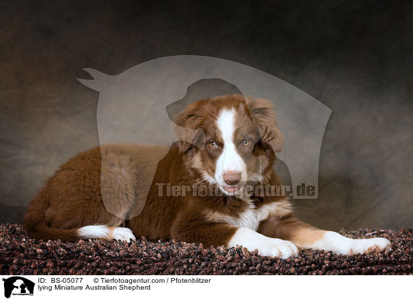 liegender Miniature Australian Shepherd / lying Miniature Australian Shepherd / BS-05077
