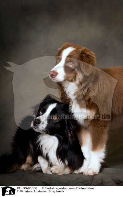 2 Miniature Australian Shepherds / 2 Miniature Australian Shepherds / BS-05080