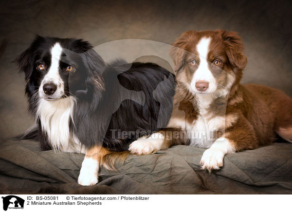 2 Miniature Australian Shepherds / 2 Miniature Australian Shepherds / BS-05081