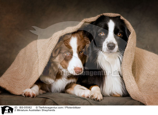 2 Miniature Australian Shepherds / 2 Miniature Australian Shepherds / BS-05082
